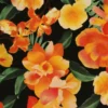 Lycra - Orange and Yellow Big Flowers on Black