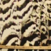Viscose Tricot - Blurry Panther White/Black/Multicolor